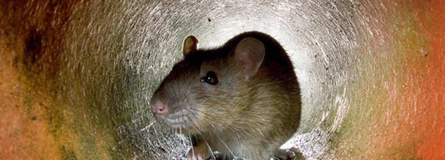 Rats and Drains: Separating Fact from Fiction.